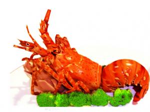 龍蝦有哪些功效和作用?龍蝦的營養價值