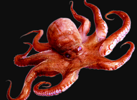 烏賊和章魚(yú)的區(qū)別-章魚(yú)的品種