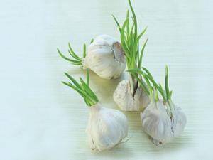 發芽大蒜可以吃?讓你想不到的神奇功效