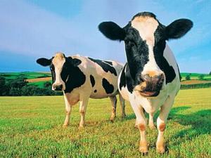 奶牛抗體有助開發(fā)疾病新療法-奶牛抗體的作用