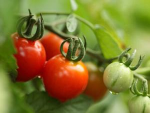 番茄紅素是如何防癌、抗癌的？