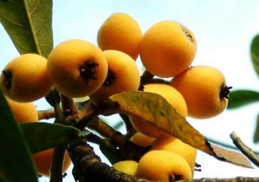 枇杷果有什么功效?枇杷果止咳最好