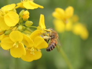 胃不好的人能吃蜂蜜嗎？胃病患者怎么吃蜂蜜？