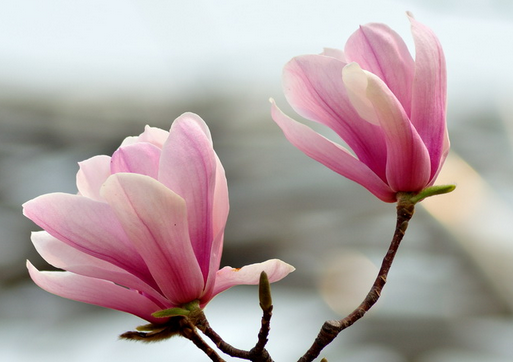 ���mƬ���uƬ������-���m��ʳ��ʳ�V