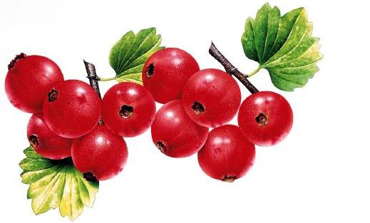 酸味食物利于養生