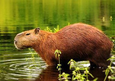 ����ȫ����׃�B��ʳ��TOP10��������ˮ����