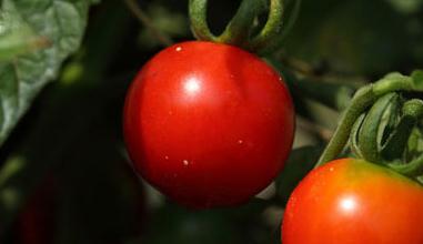 ʳ���B(y��ng)�����裺10�NΣ�Uʳ�����ط���