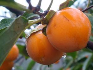 柿子皮能吃嗎？吃柿子的禁忌