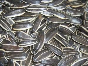 瓜子吃多了對身體好嗎？瓜子吃多了有哪些危害