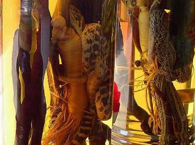 ˎ��һ�κȶ�����ã���ˎ��ÿ���ɾ͉�