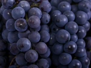 晚上吃葡萄會(huì)發(fā)胖嗎？多吃葡萄會(huì)長胖嗎