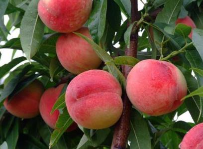 ��������ʲô��̎�����ӵĹ�Ч�c����