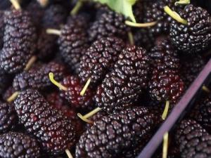 如何挑選桑葚?吃桑葚的食用禁忌