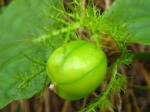 龍珠果怎么吃?吃龍珠果的注意事項