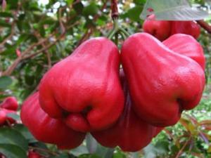 水蒲桃怎么吃?吃水蒲桃的注意事項(xiàng)