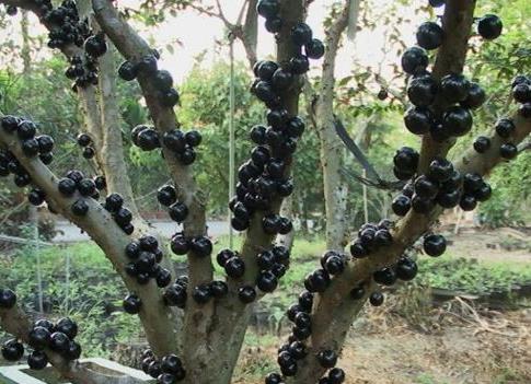 嘉寶果怎么吃?吃嘉寶果的食用禁忌