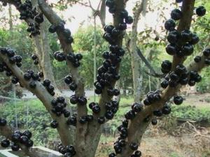 嘉寶果怎么吃？吃嘉寶果的食用禁忌