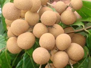 如何挑選桂圓?與桂圓搭配相宜的食物有哪些