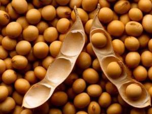 女性多吃大豆有什么好處?揭秘大豆中的營養(yǎng)