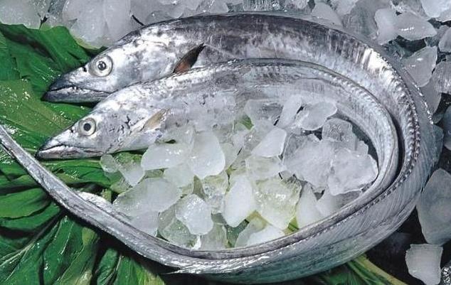 帶魚為什么一出水就會死掉?帶魚怎么保鮮?帶魚是深海魚嗎