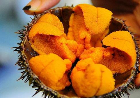 海膽生吃有寄生蟲嗎?海膽怎么吃才安全