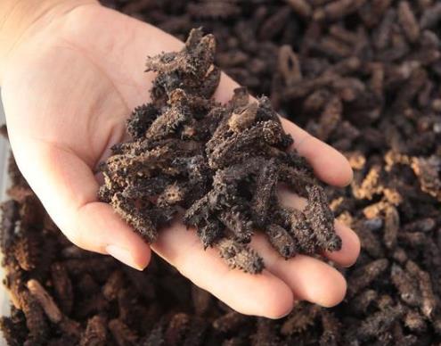 吃海參有什么好處?食用即食海參的注意事項