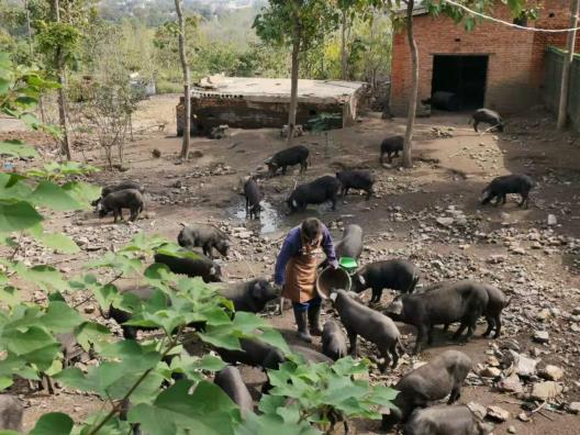 餐桌上闖入一頭半草半糧豬 所有人放心的拿起了筷子