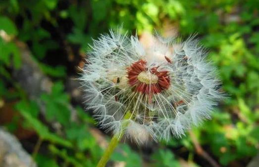 蒲公英和什么搭配好?蒲公英有哪些作用?