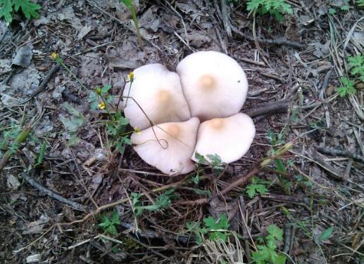 吃楊樹蘑菇有哪些好處?吃楊樹蘑菇要注意什么