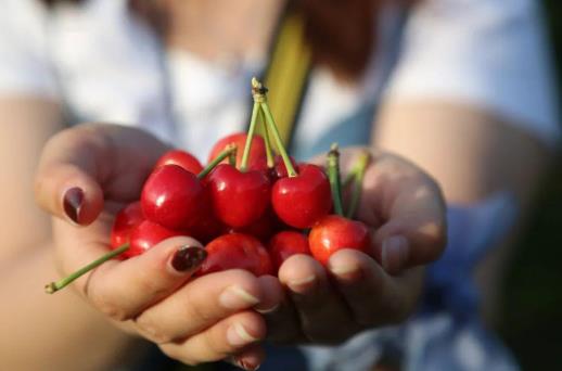 車厘子可以加熱吃嗎?車厘子加熱還有營養嗎