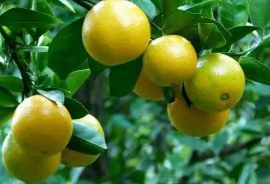 皇帝柑是熱性的還是涼性的?皇帝柑的籽有毒嗎?