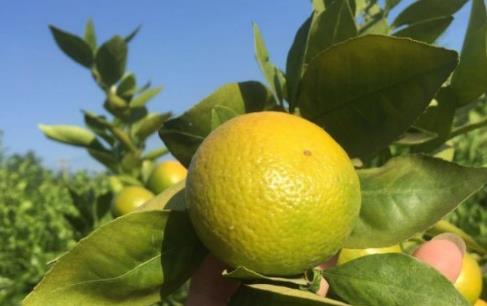 皇帝柑是熱性的還是涼性的?皇帝柑的籽有毒嗎?