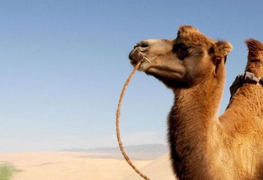 駱駝奶粉可以空腹喝嗎?如何辨別正宗的駝奶?