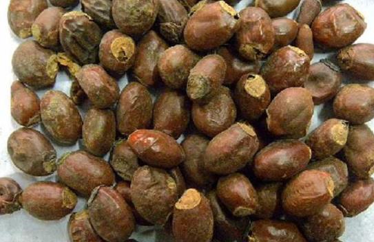 荔枝核煮水治療小兒鞘膜積液嗎 荔枝核煮水喝的功效與作用有哪些