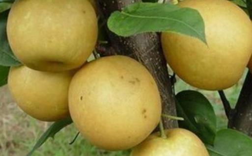 急性腎衰竭可以吃梨子嗎?血糖高可以吃梨嗎?