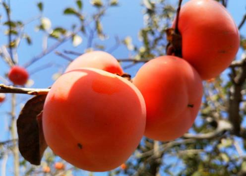 柿子可以空腹吃嗎?柿子怎么冷凍保存?