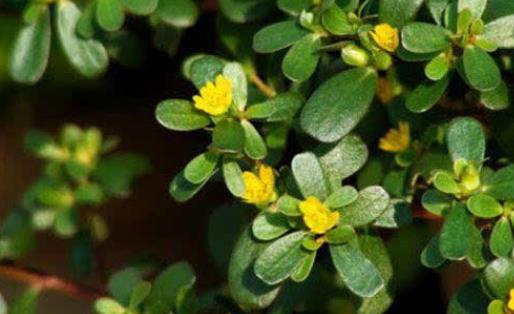 孕婦可以吃馬齒莧?新鮮的馬齒莧怎么吃?