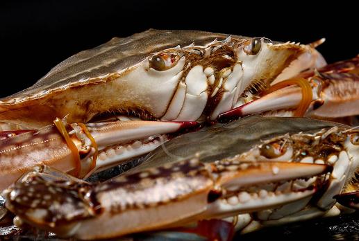 梭子蟹和桃子能一起吃嗎 梭子蟹和雞蛋能一起吃嗎