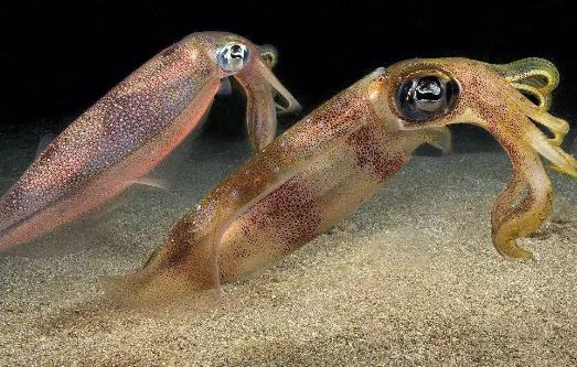 魷魚屬于發物嗎?哪些人不宜吃魷魚?