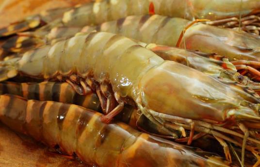 上火了可以吃對蝦嗎?基圍蝦和對蝦有什么區別?