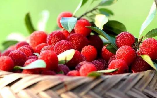 楊梅里的蟲子吃了會怎么樣?楊梅吃多了會上火嗎?