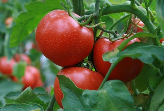 西紅柿是屬于酸性還是堿性?西紅柿能和牛奶一起吃嗎?