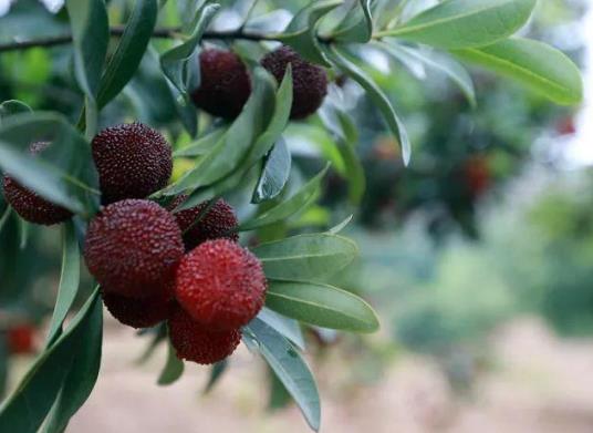 楊梅酒有蟲子還能喝嗎?楊梅泡酒要洗嗎?