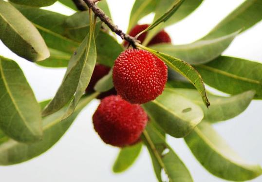 楊梅酒有蟲子還能喝嗎?楊梅泡酒要洗嗎?