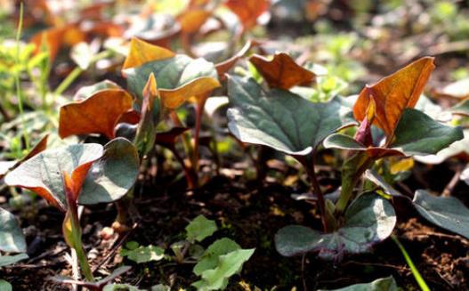 脯乳期可以吃魚腥草嗎?魚腥草會不會回奶?