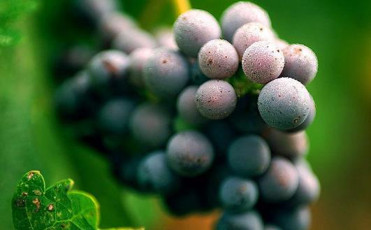 血糖高的人可以吃葡萄嗎?怎么選購葡萄?