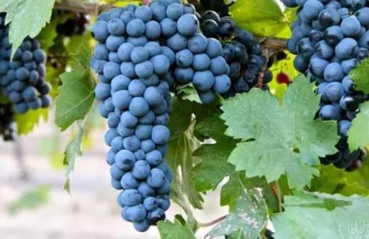 孕期吃葡萄會發胖嗎?吃葡萄有哪些好處?