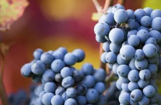 糖尿病患者可以吃葡萄嗎?葡萄吃多了會(huì)怎么樣?