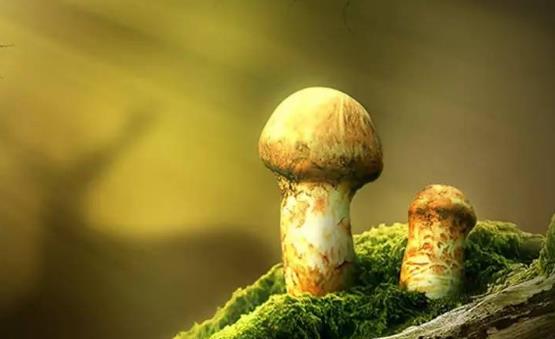 痛風患者可以吃松茸嗎?吃松茸有哪些好處?