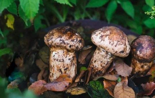 痛風患者可以吃松茸嗎?吃松茸有哪些好處?